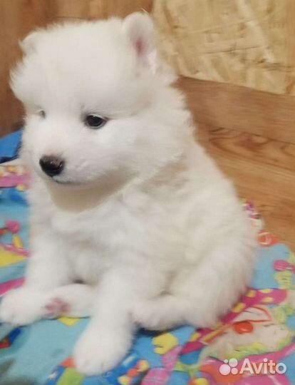 Самоедская лайка