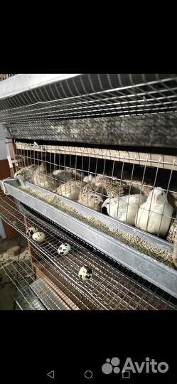 Перепела, перепела на мясо