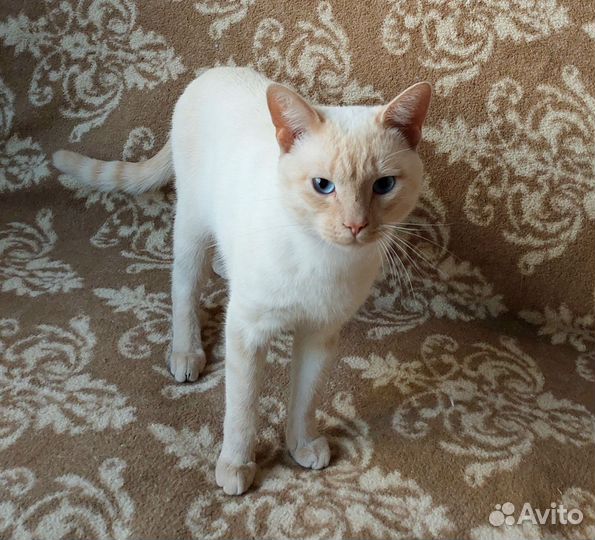 Кот Марсик ищет дом