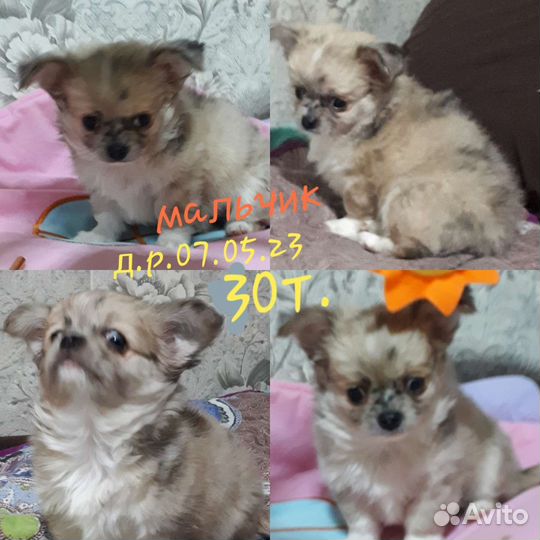 Чихуахуа /мальчики