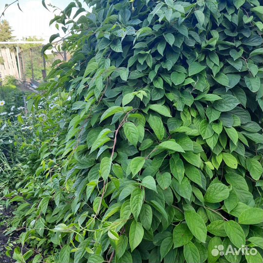 Саженцы лимонника