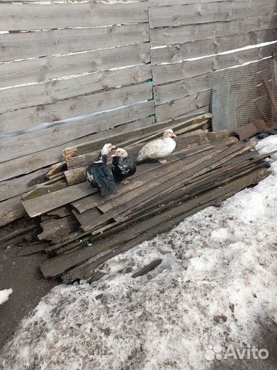 Мускусные утки