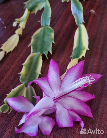 Декабрист шлюмбергера