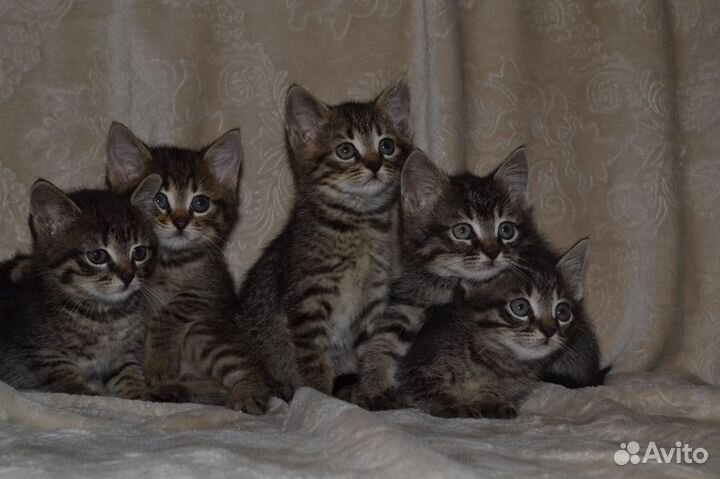 Кошки в добрые руки