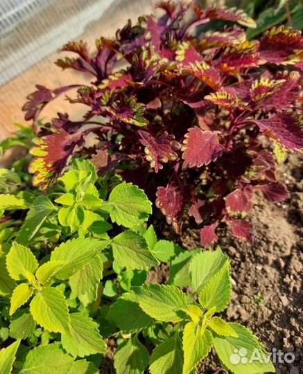 Колеусы вегетативные