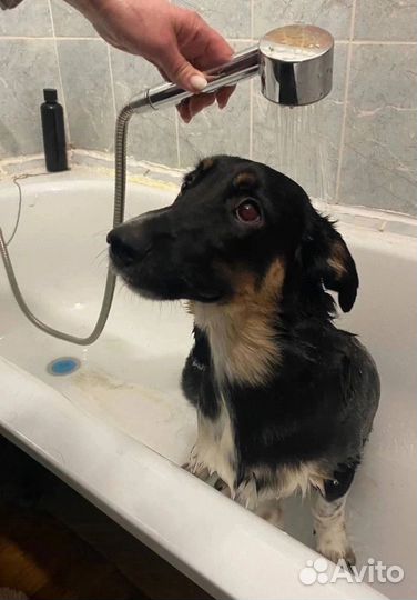 Щенок в добрые руки