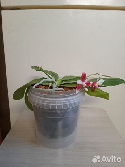 Фаленопсис ароматный Phal.speciosa 