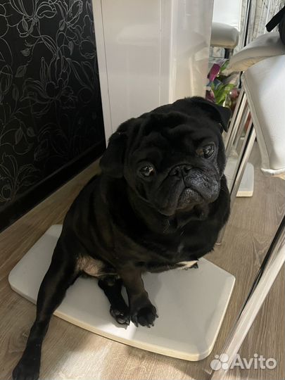 Мопс вязка мальчик