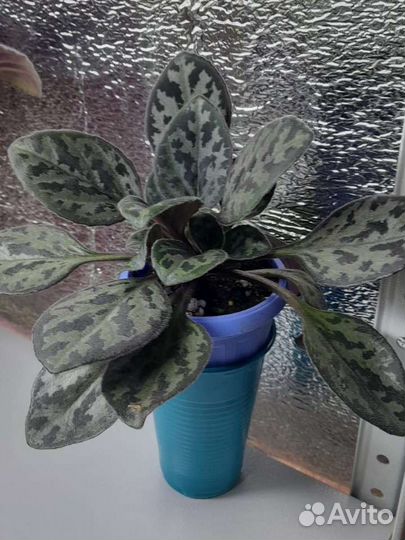 Хирита примулина