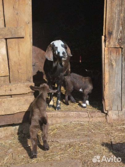 Козлята и дойные козы