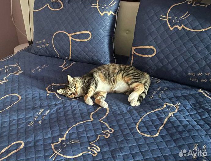 Кошка в добрые руки