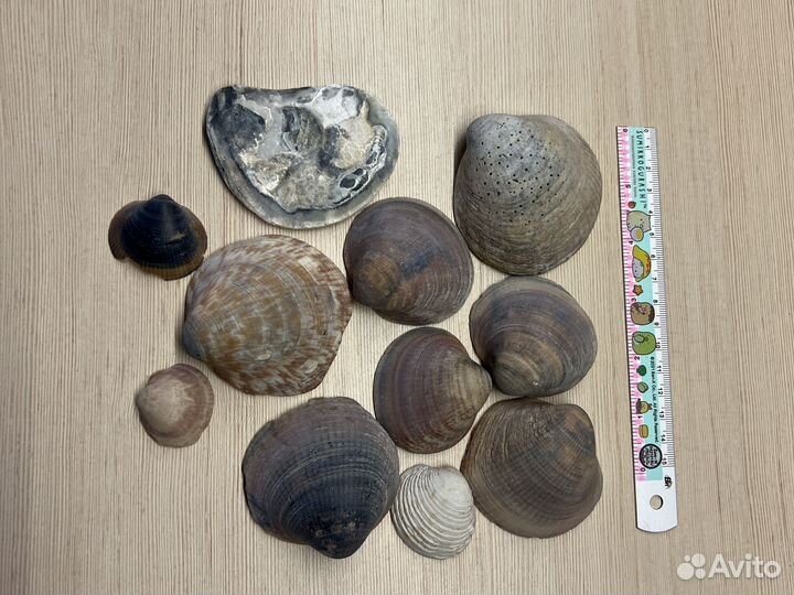 Ракушки для творчества, для украшения