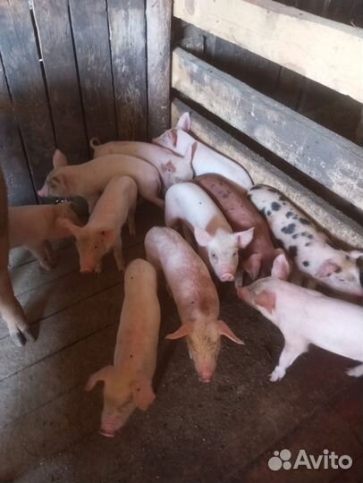 Поросята 1 месяц и 2 недели