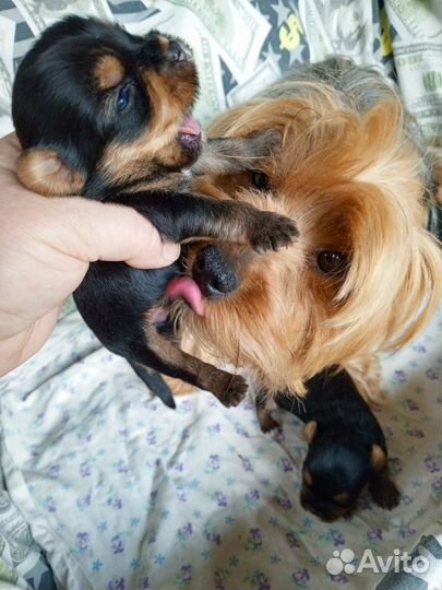 Щенки йорка