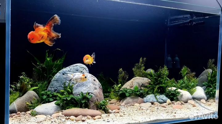 Оформление и дизайн аквариума