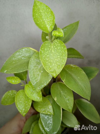 Костус, Эписция, Каллизия, Пеперомия