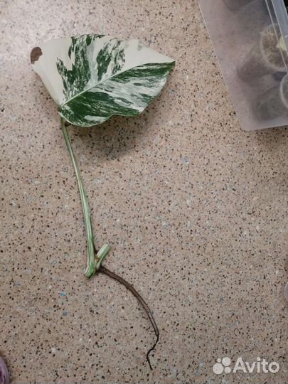 Монстера Альба