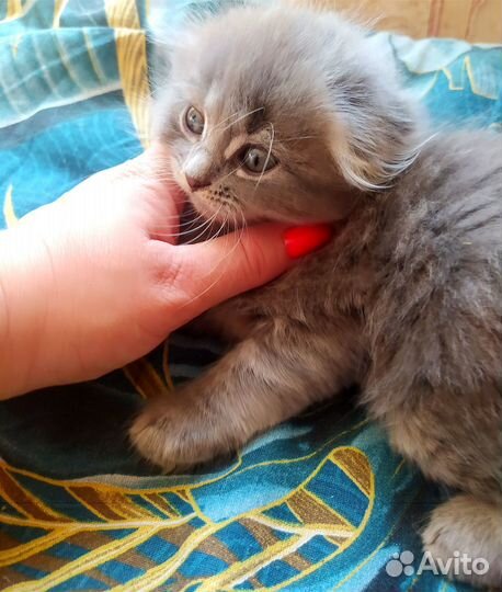 Отдам вислоухих котят