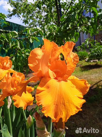 Ирисы бородатые сортовые