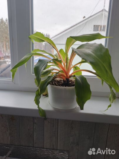 Комнатные цветы взрослые