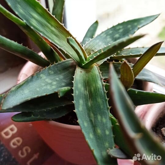 Комнатные цветы алоэ