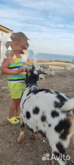 Камерунский козлик