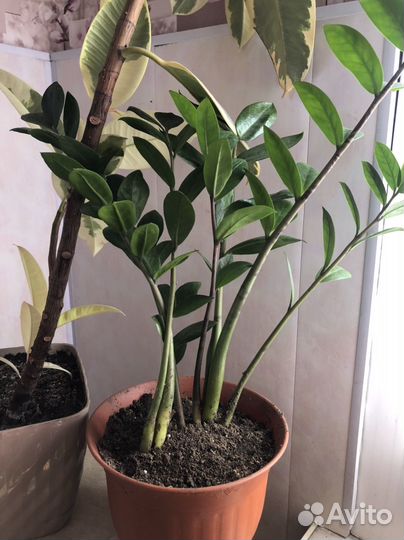 Замиокулькас