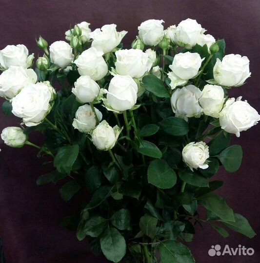 Спей розы бардюрные ч. гибрид