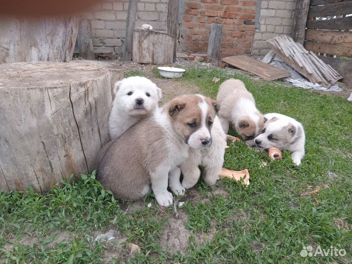 Щенки кавказской овчарки