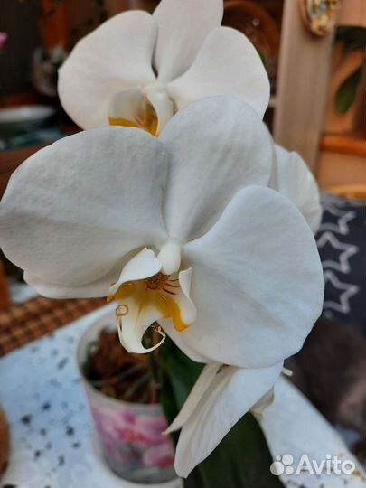 Орхидея фаленопсис
