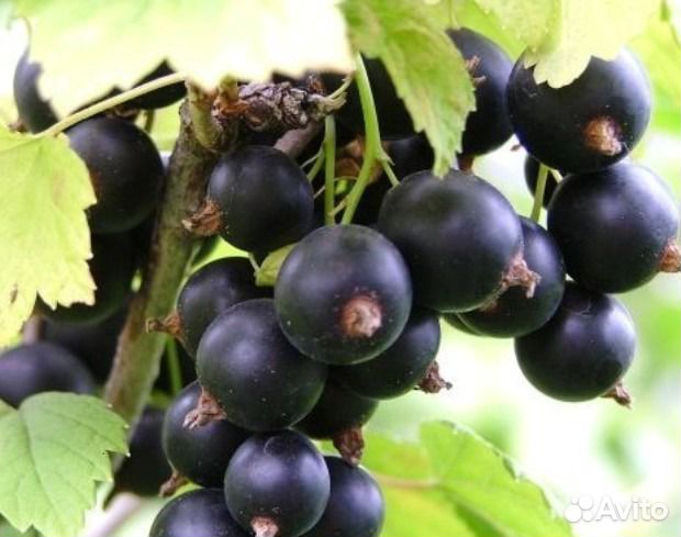 Саженцы Смородина черная