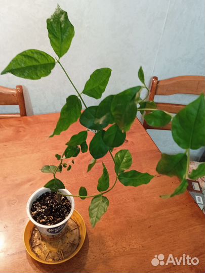 Жасмин комнатный