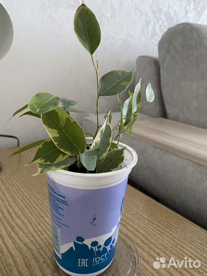 Комнатные цветы
