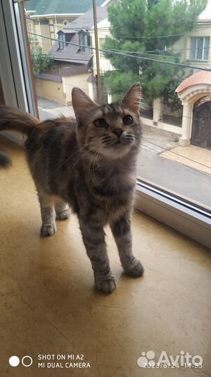 Отдам кошку в добрые руки