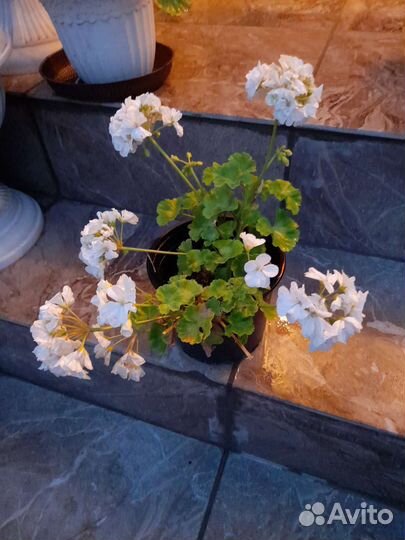 Комнатные растения цветы