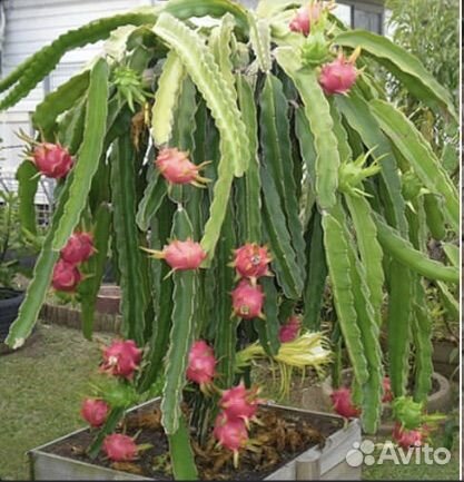 Кактус питахайя