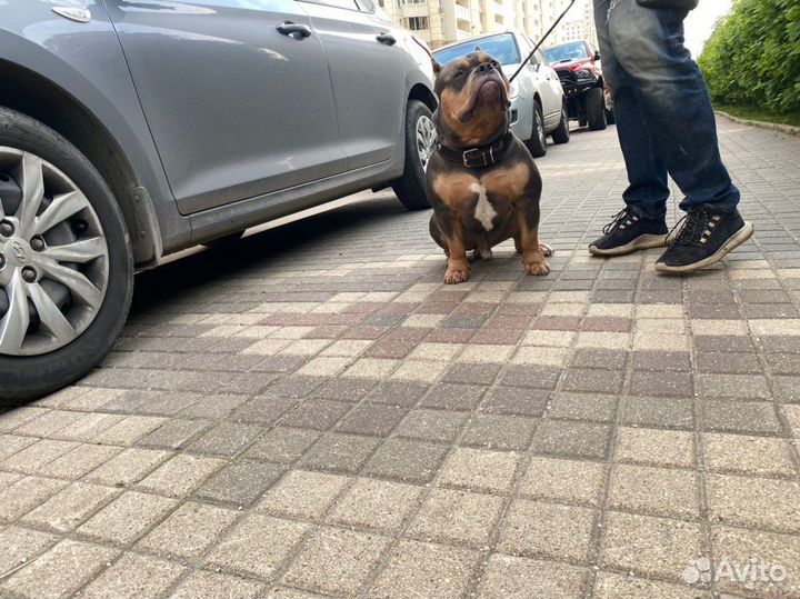 Американский булли вязка