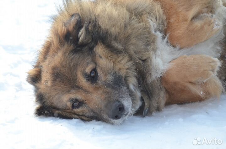 Очаровательный небольшой пес Мишка ищет дом