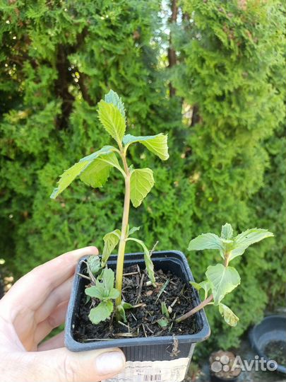 Мята в ассортименте