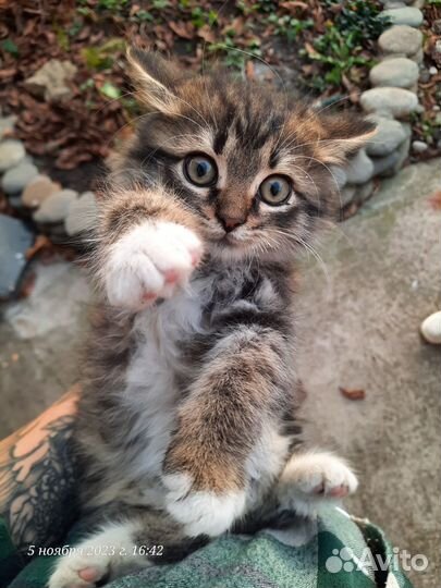 Котята в добрые руки бесплатно