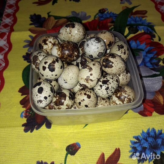 Яйцо перепелиное