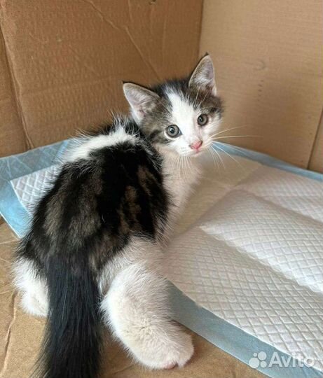 Котенок в дар бесплатно
