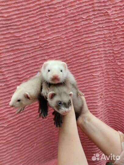 Хорьки. Эксклюзив. Мишки Бу. Доставка