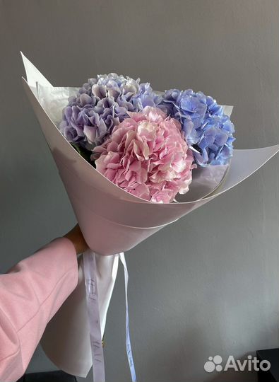 Гортензии Гортензия