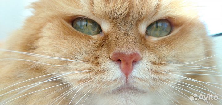 Кошка, в добрые руки