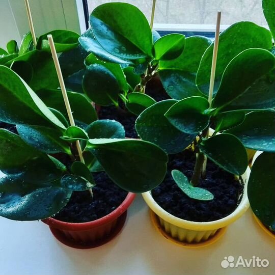 Комнатные растения