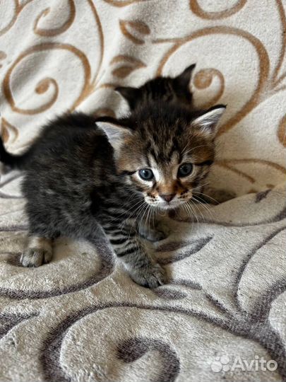 Красивые котята