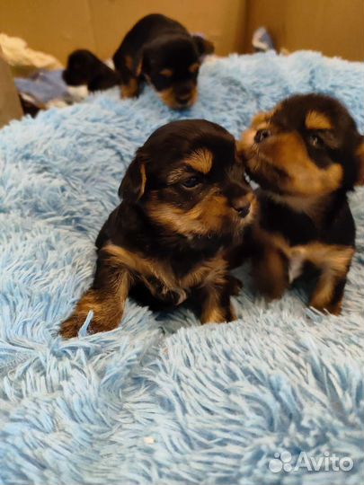 Щенки йорки мини