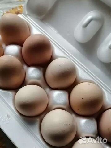 Мини-мясная белая В66. Инкубационное яйцо. Цыплята объявление продам