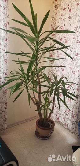 Пышная пальма юкка 1.8метра 12 лет с горшком